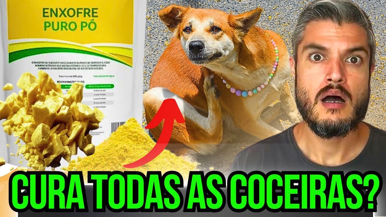REMÉDIO MAIS BARATO CURA COCEIRAS E DERMATITE DO CACHORRO EM CASA TRATAR SARNA DOS CÃES COM ENXOFRE