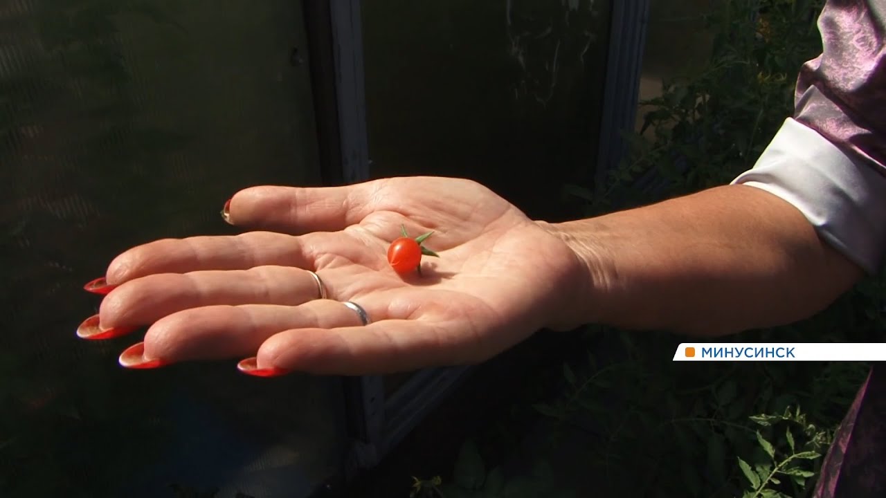 На юге края поспели очень маленькие помидоры (Енисей Минусинск).