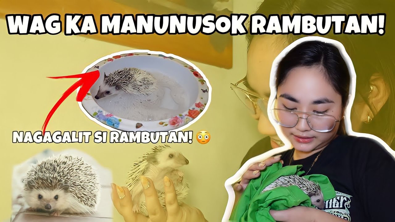 UNANG LIGO NI RAMBUTAN! (HIRAP BA MAGPALIGO NG HEDGEHOG?)