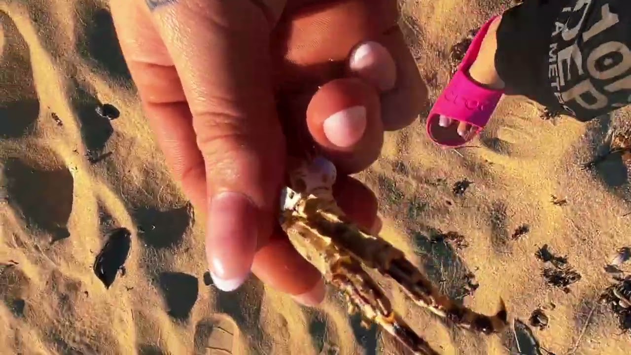 Mar Chiquita, Manatí ❤️