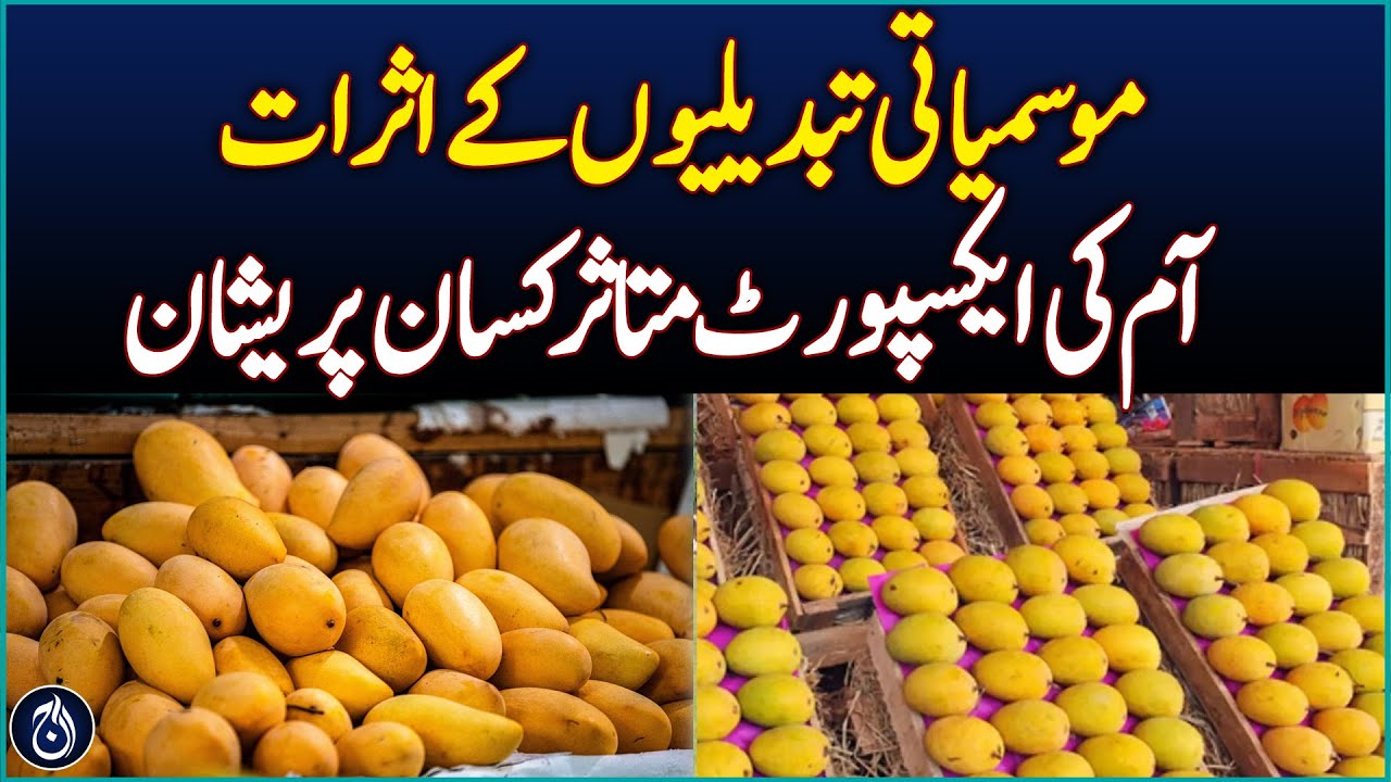 Impact of climate change Mango exports affected, farmers worried - Aaj News
