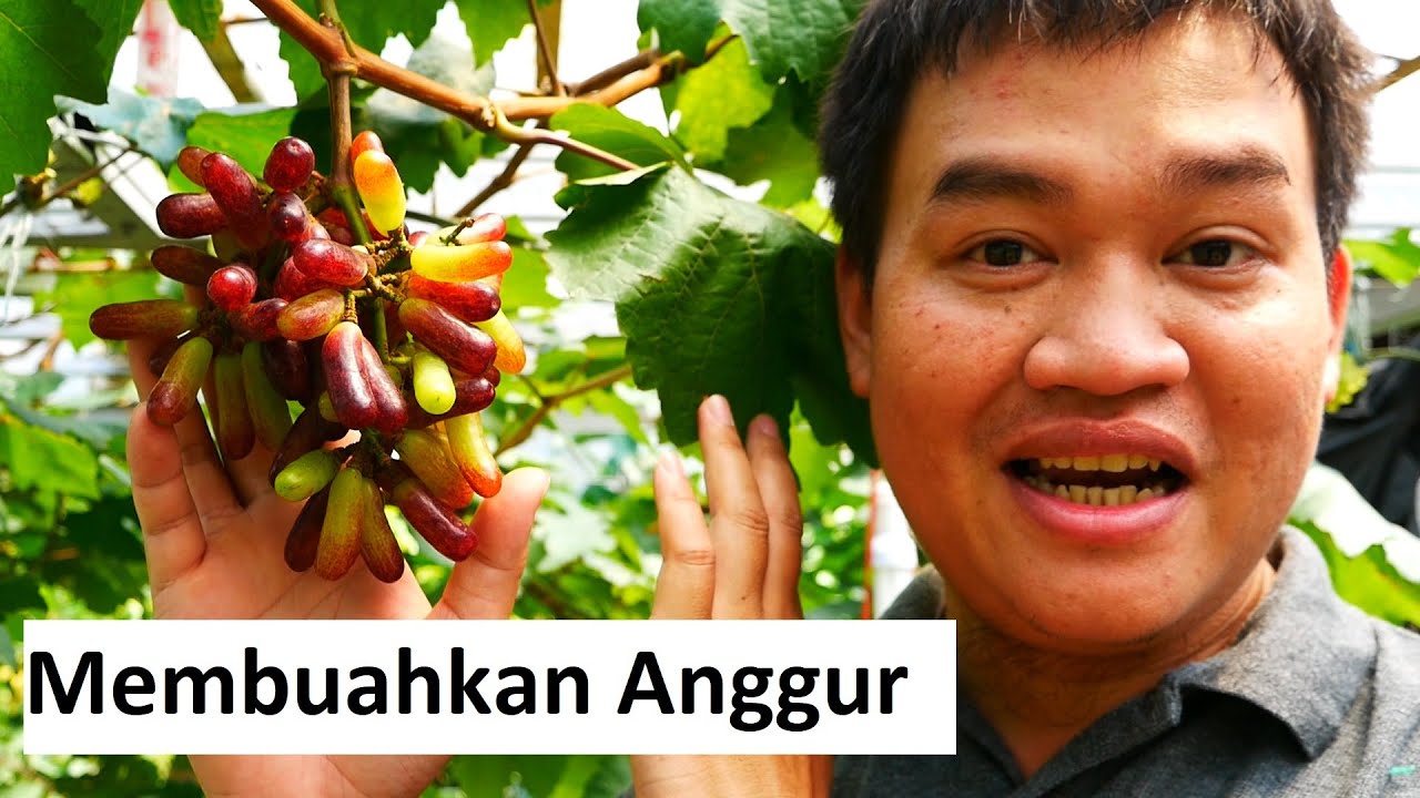 Analisis & Hipotesis Anggur Moondrop / Sweet Saphire (Percabangan, Pembuahan, Pemupukan)