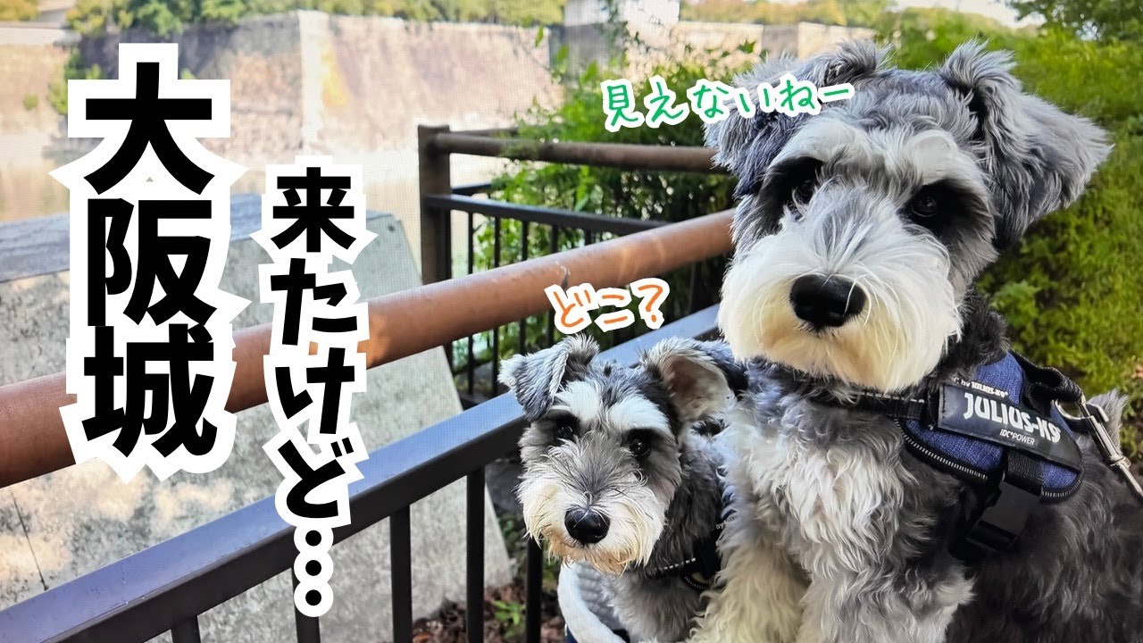 【愛犬とお出かけ】ランチしに『なノにわ』行って、ついでに大阪城公園を散歩したけど肝心のお城が見えなかった・・w w