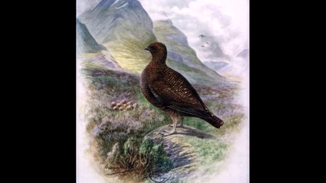 Gallin&aelig; & Columb&aelig;