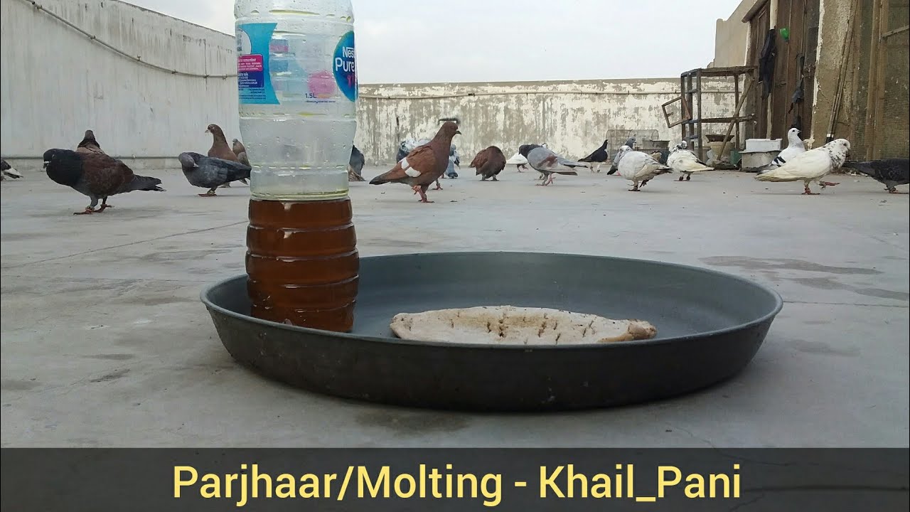 Khail Pani Tips - Gola pigeon