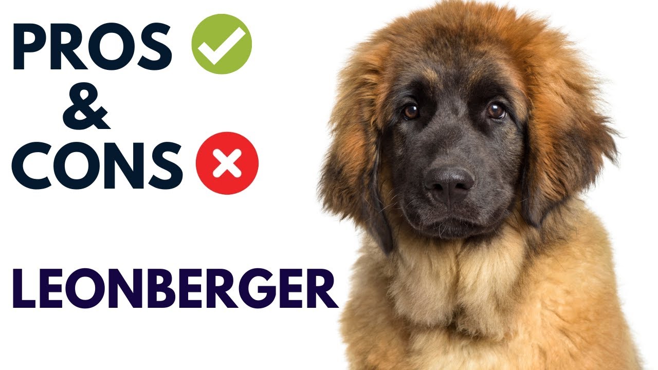 Leonberger Dog Breed Pros and Cons | Leonberger Advantages and Disadvantages  #AnimalPlatoon