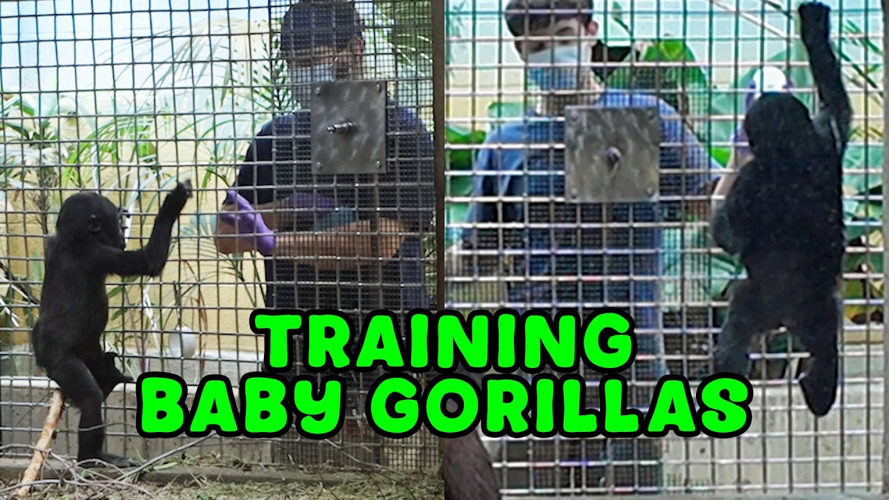 How Zoos Prepare Baby Gorillas for a Lifetime of Care
