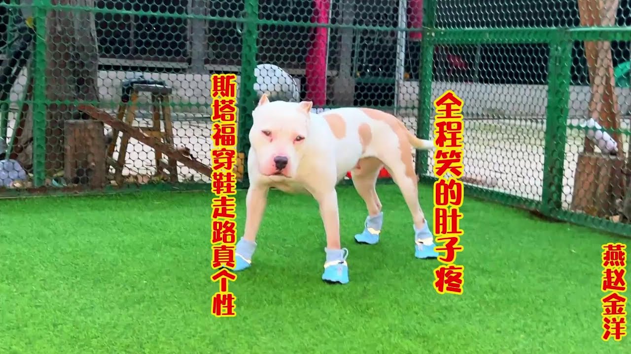 斯塔福穿鞋真个性，走路像模特踩高跷，全程笑的肚子疼