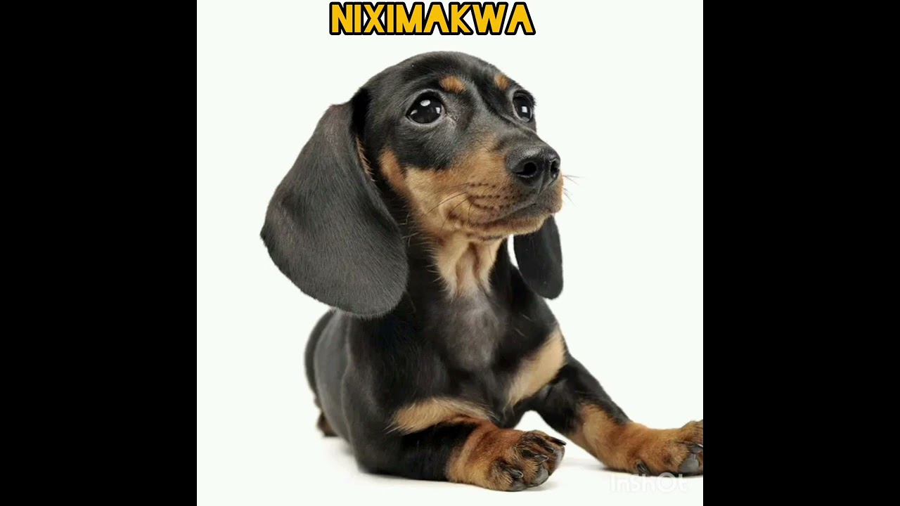 NIXIMAKWA NIYO-BOY FEAT TONICCEE 