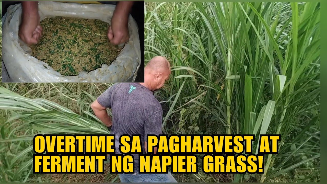 OVERTIME SA PAGHARVEST AT FERMENT NG NAPIER GRASS!