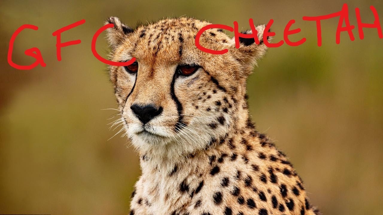 [GFC] voll der cheetah