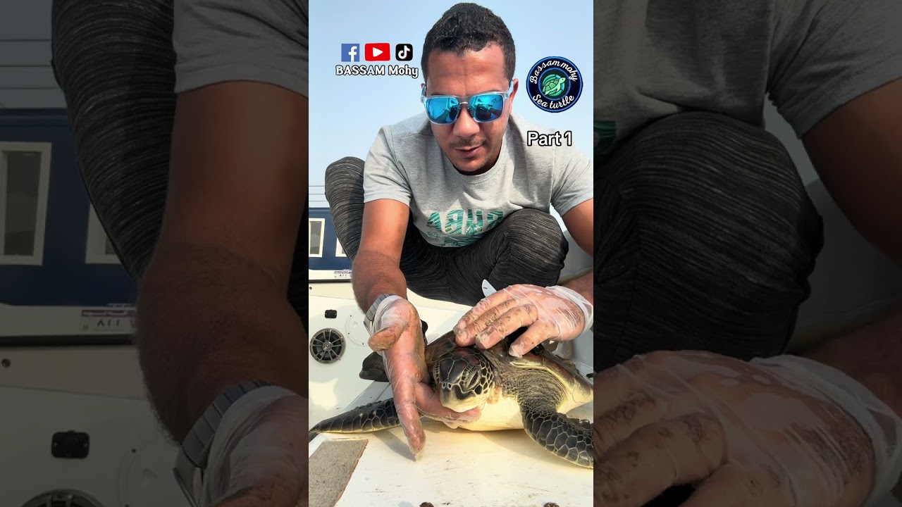 ‏النهارده معانا سلحفاة ولكن كانت مشكلتها كبيرة🐢🥺