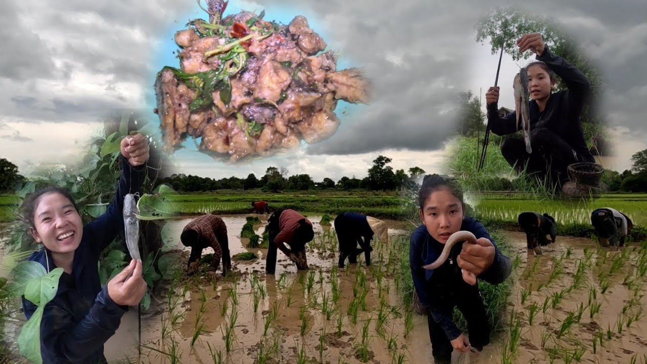 ໃສ່ເບັດຜັດປາດຸກ//ใส่เบ็ดผัดปลาดุก