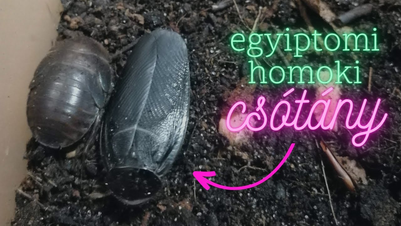 Egyiptomi homoki csótány (Polyphaga aegyptiaca) tartása