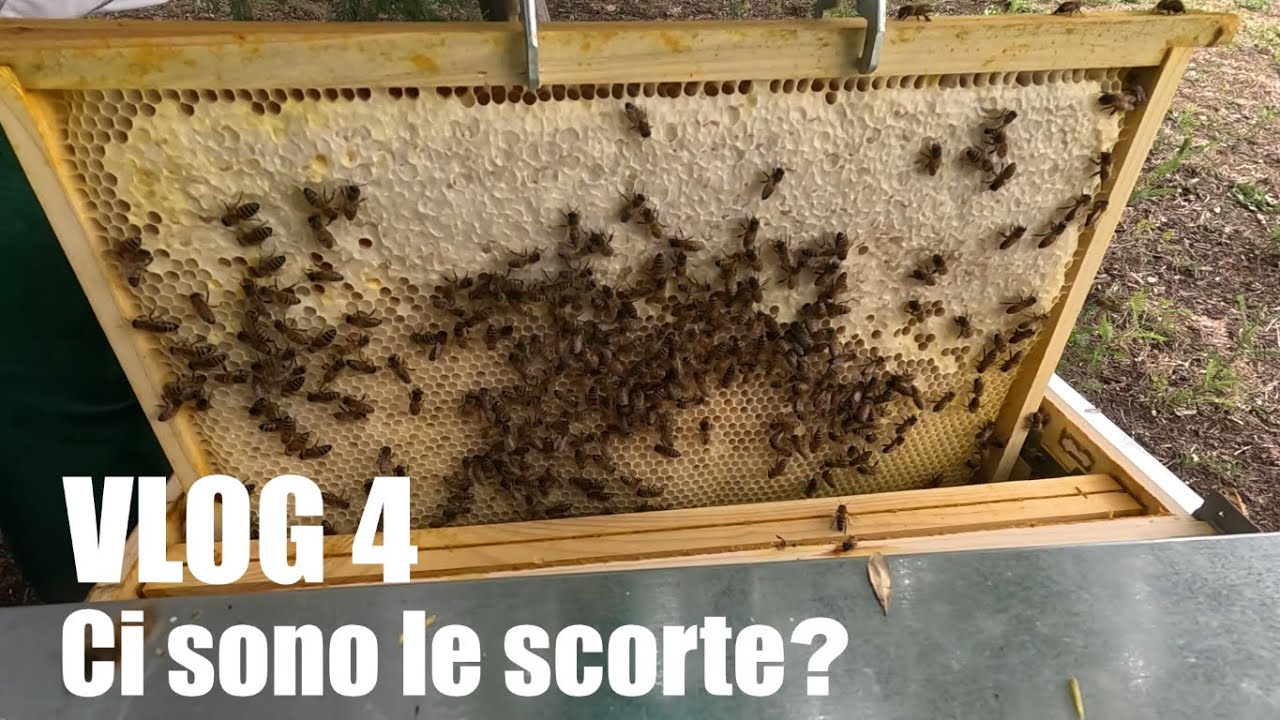 Controllo Scorte: Dare il Candito? | Preparazione al Pre-invernamento