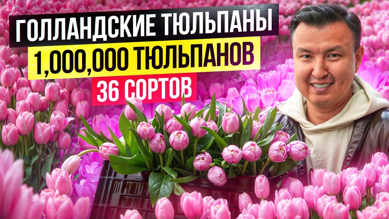 Кыргызские Голландские Тюльпаны ВЫГОДНЕЕ привозных!? – сколько приносит теплица в с. Беловодское?