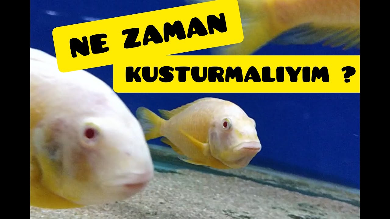 TROPHEUS BALIKLARI NE ZAMAN YAVRU VERİR? NASIL KUSTURULUR? KAÇINCI GÜN KUSTURULUR? Detaylı anlatım..