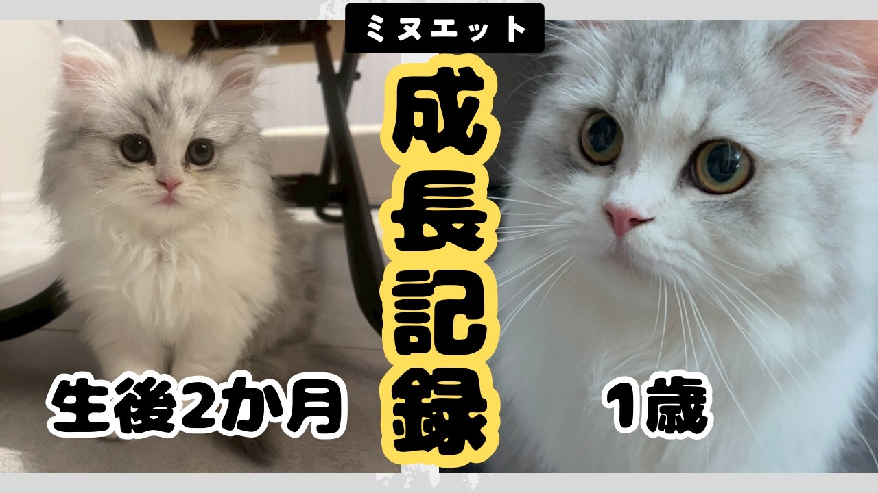 【祝1歳】ミヌエットるぅの成長記録　【生後2か月〜誕生日当日】