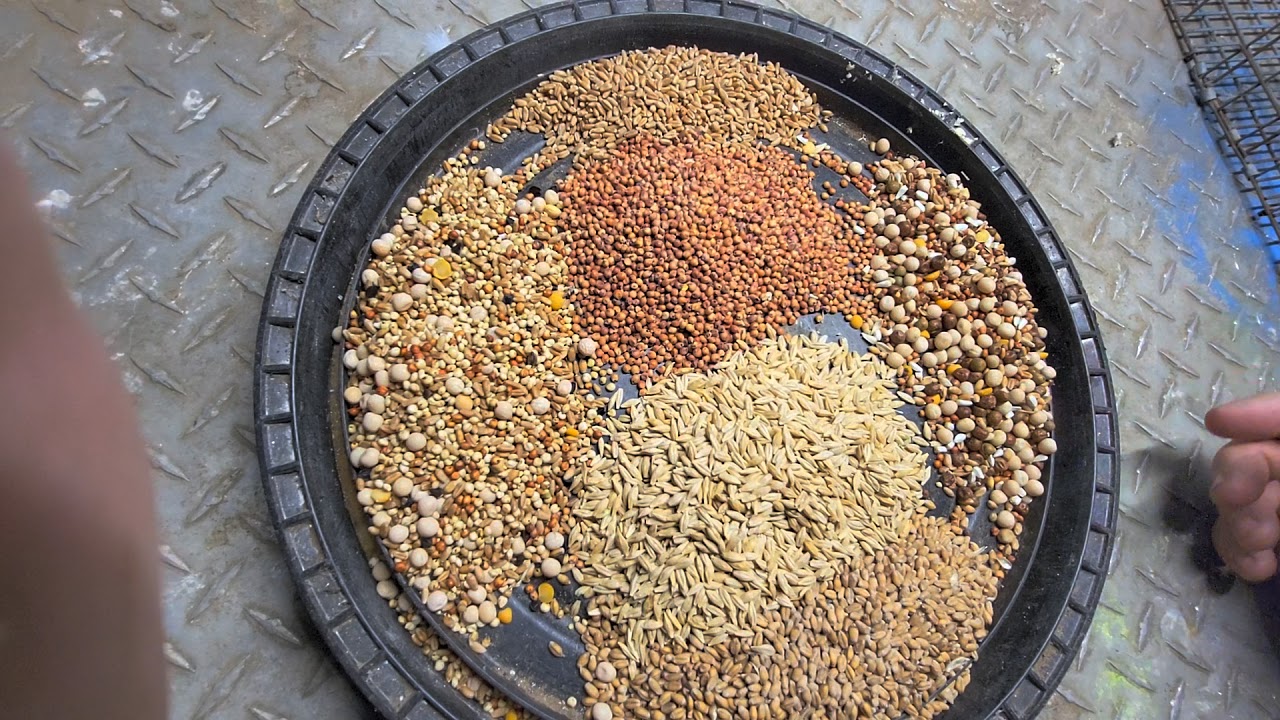 BIRMINGHAM ROLLER  - FEED. DISCUSSION..GAS BRAKES AND YOUR MEAT AND POTATOES.