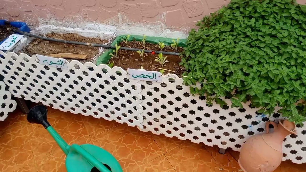 شرح طريقة زراعة الفول الأخضر و الخس في  السطح.