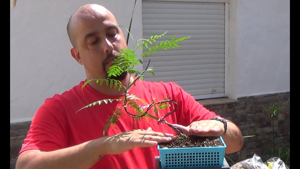 Bonsai Zero Schinus Molle - Falso pimentero