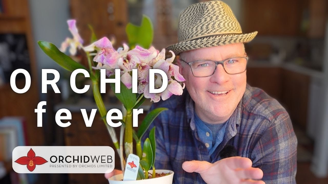 Великолепный урожай орхидей (включая ШЕДЕВР, выращенный из семян)