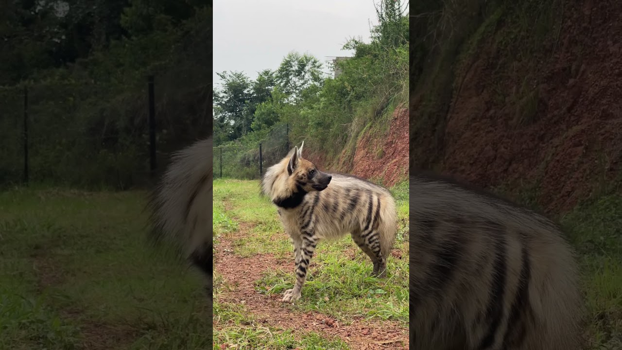 Striped Hyena Up close moments #discovery #nature #explore #luxurytravel #travel #uganda #tour