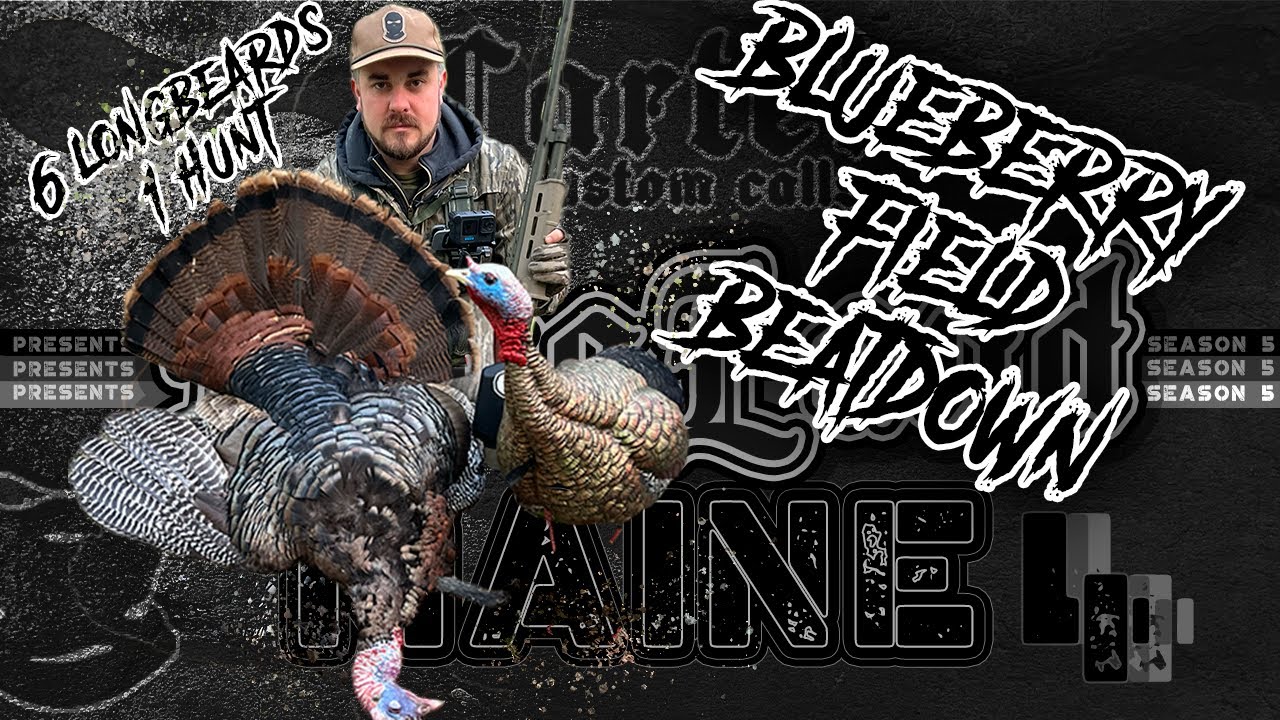 TURKEY HUNTING BLUEBERRY MEGA FIELDS - calling in 6 longbeards in the summer -  TURKEY HUNTING MAINE