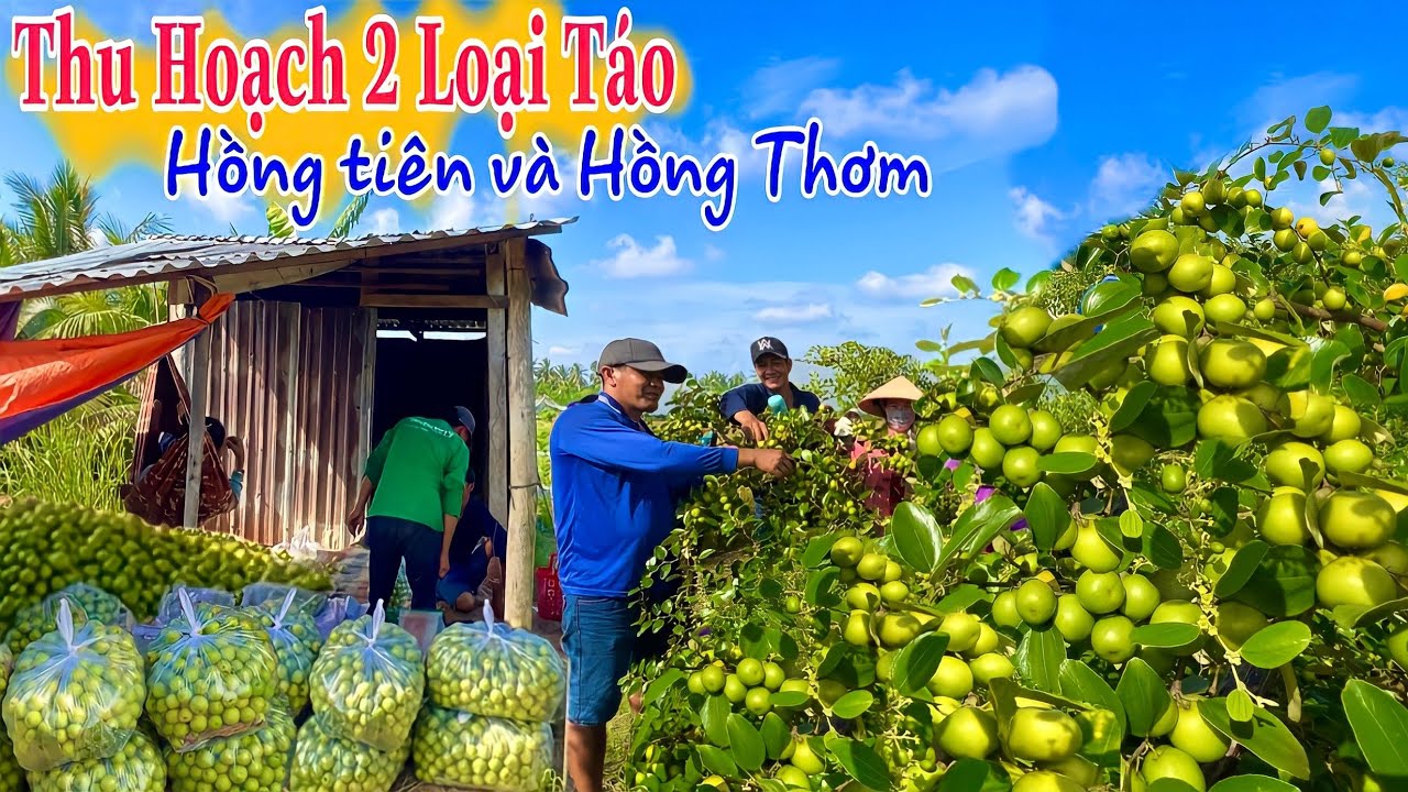 Thu Hoạch 2 Loại Táo Hồng Tiên Và Hồng Thơm Trái Xum Xuê Trĩu Quả | HCL #225