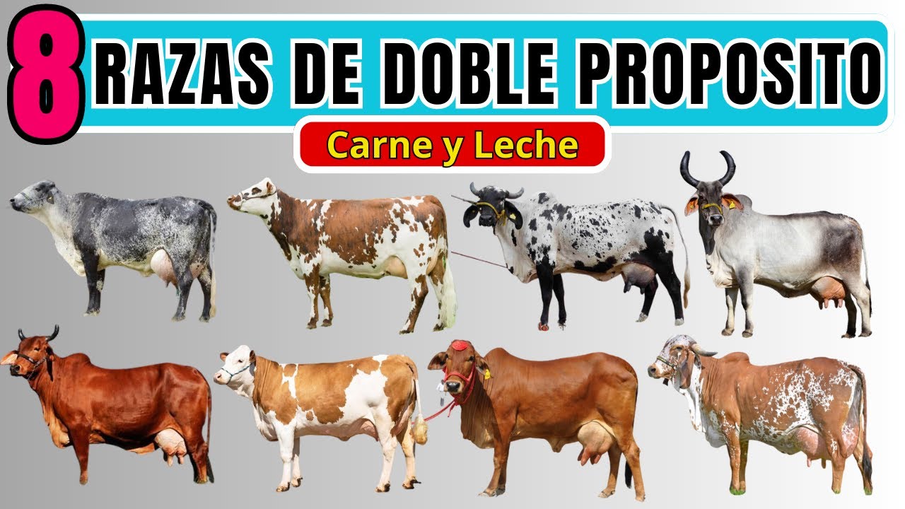 8 razas de ganado bovino doble propósito. Razas de carne y leche.