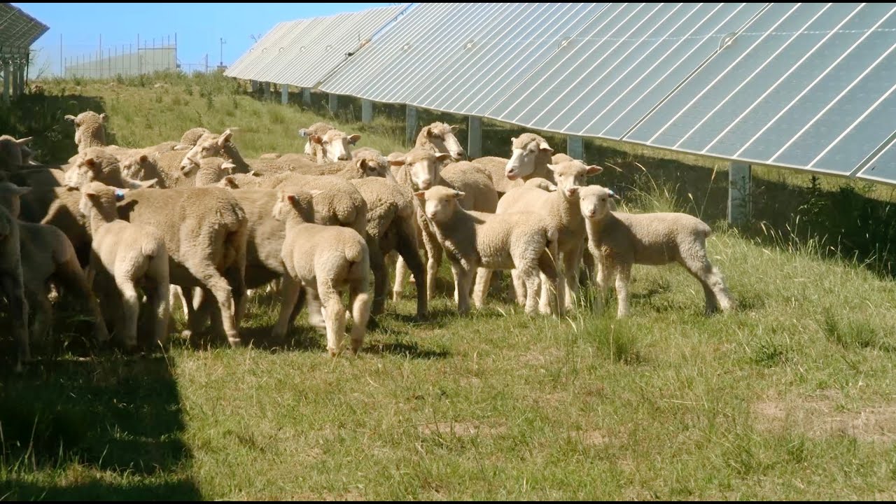 Solar Grazing - New England Solar