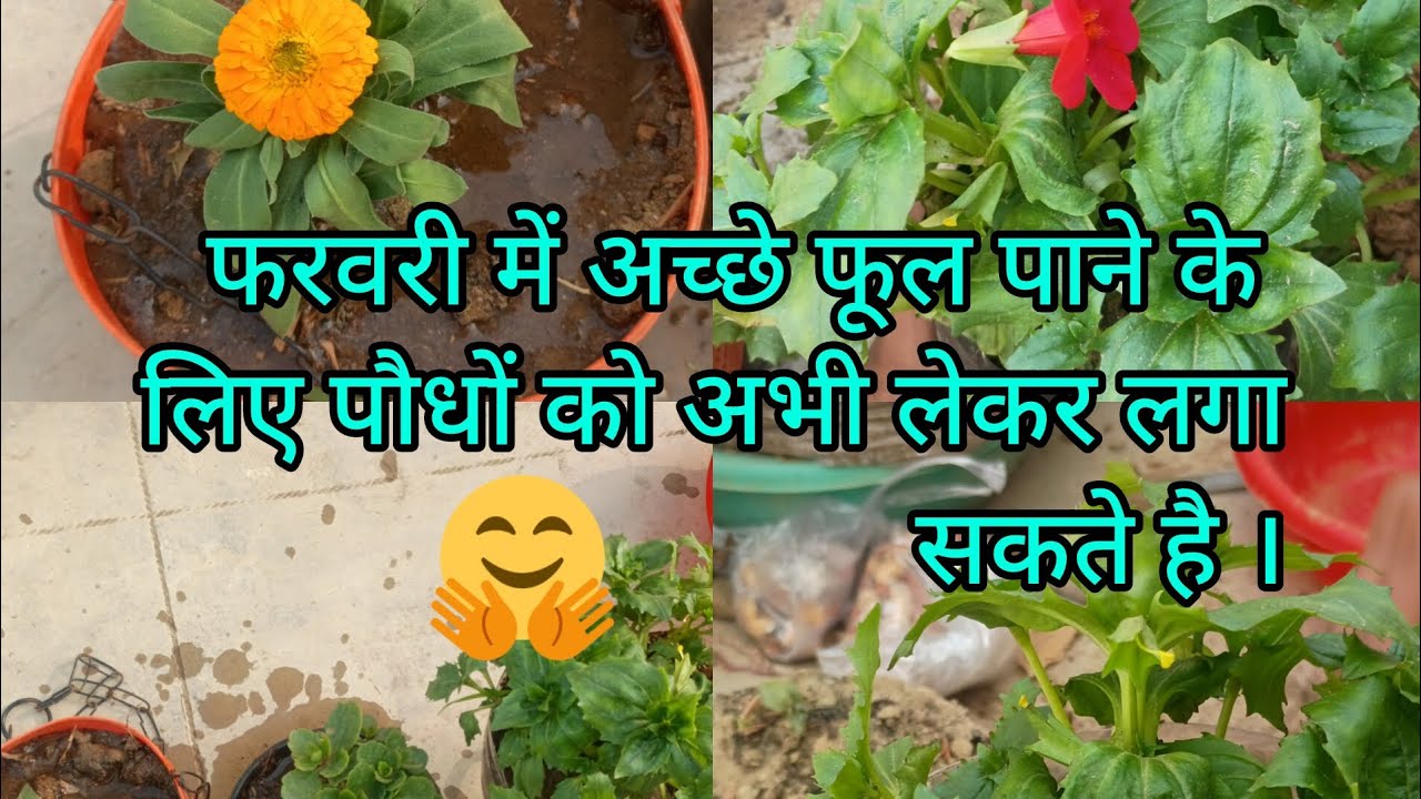 फरवरी में अच्छे फूल पाने के लिए पौधों को अभी लेकर लगा सकते है।