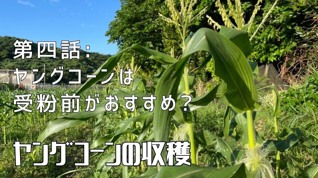 【第三話】急げ！茶色くなる前に！ 〜 ヤングコーン 〜