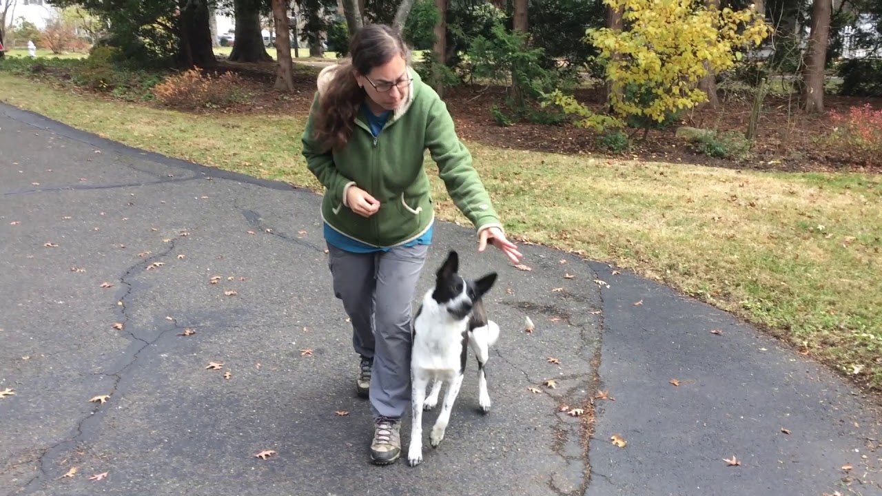 Using Give Me a Break Game so dog can 'ask' for performance cues