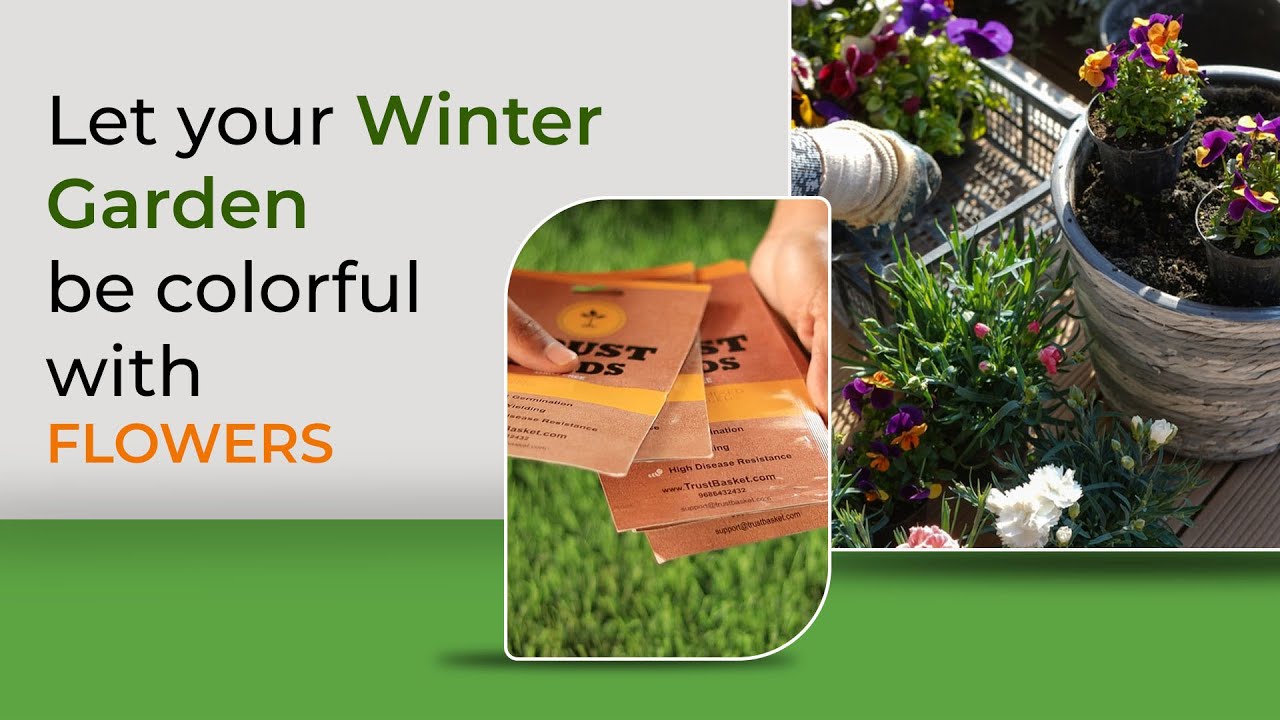 Winter Flowering Annuals (PART -1) | Best time to sow winter flower seeds in different places