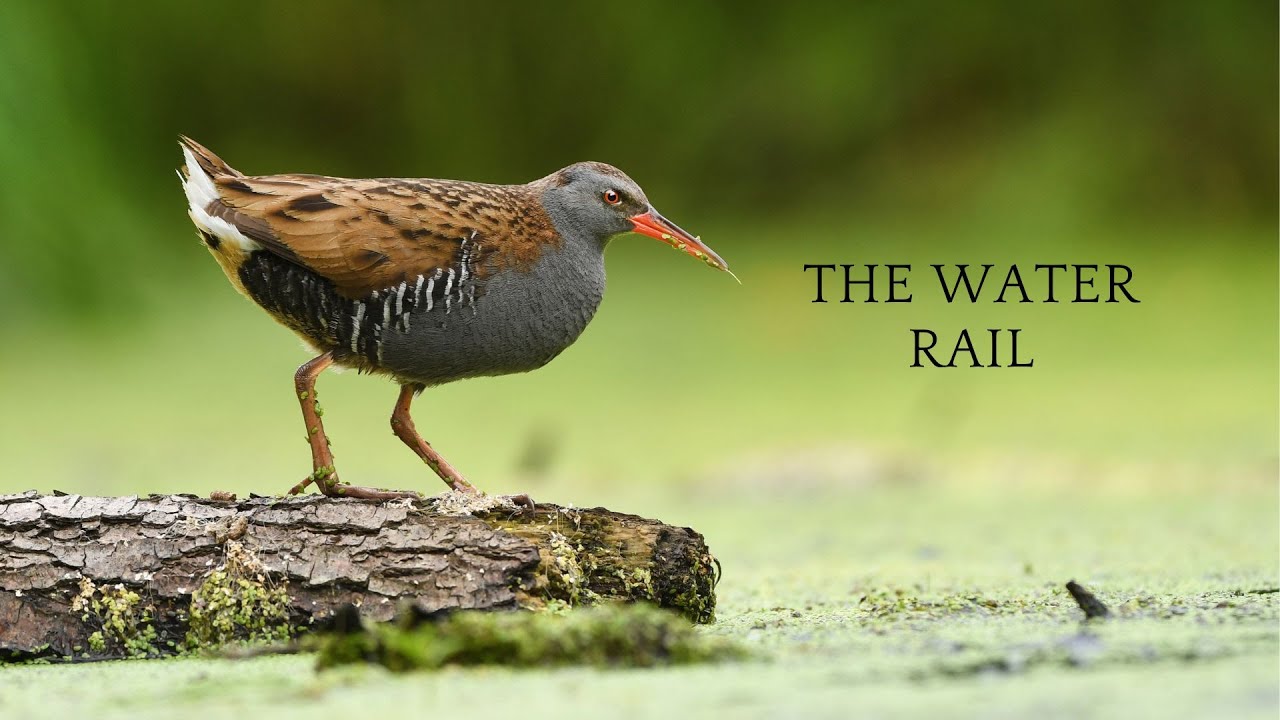 The Water rail