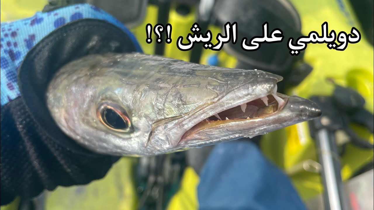 طلعه ام المرادم دويليمي   barracuda  kayak jigging