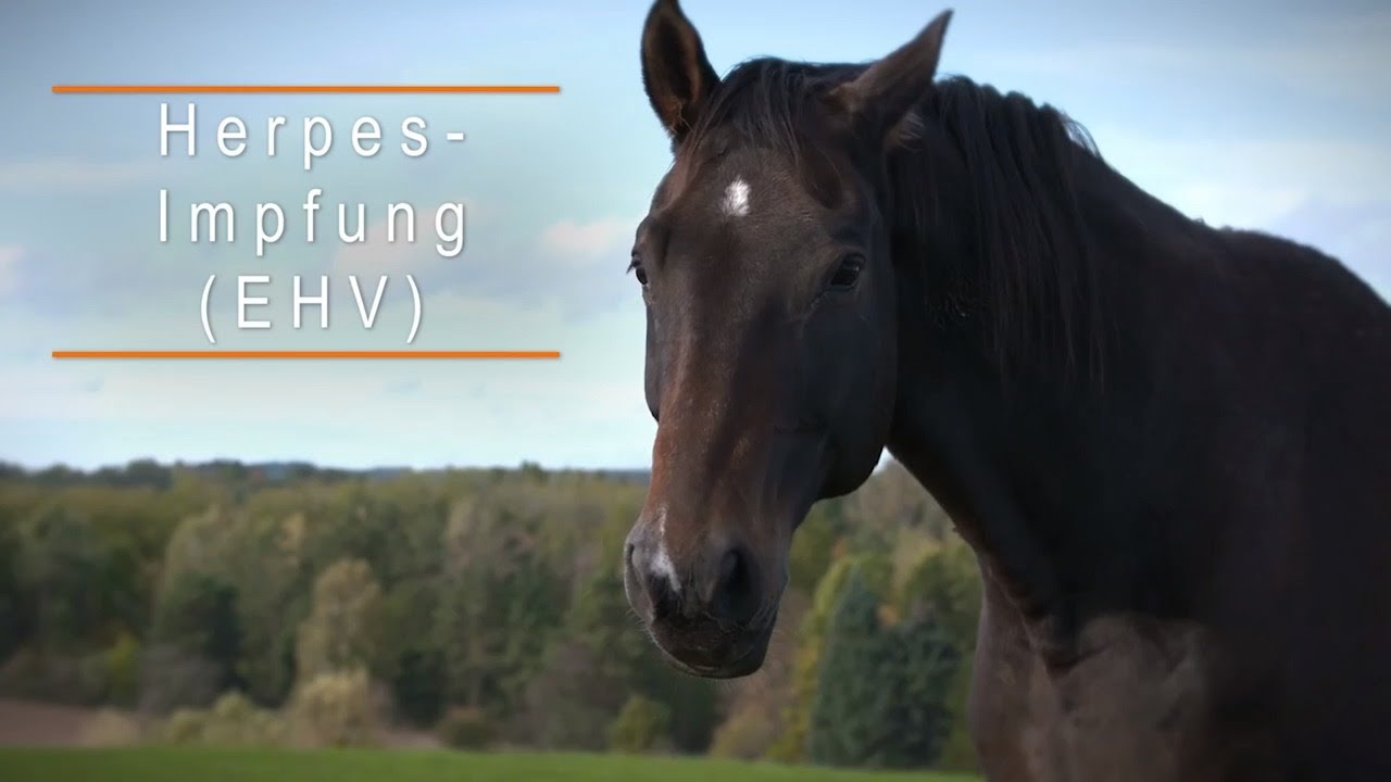 Herpes-Impfung beim Pferd: Darum ist sie wichtig bei EHV | Symptome, Behandlung & Impfung