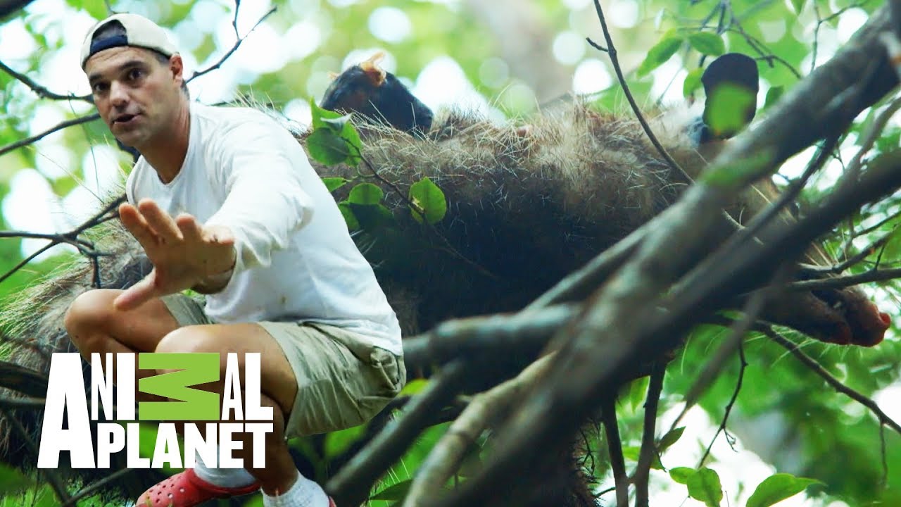 Un tlacuache para Frank | Wild Frank en México | Animal Planet
