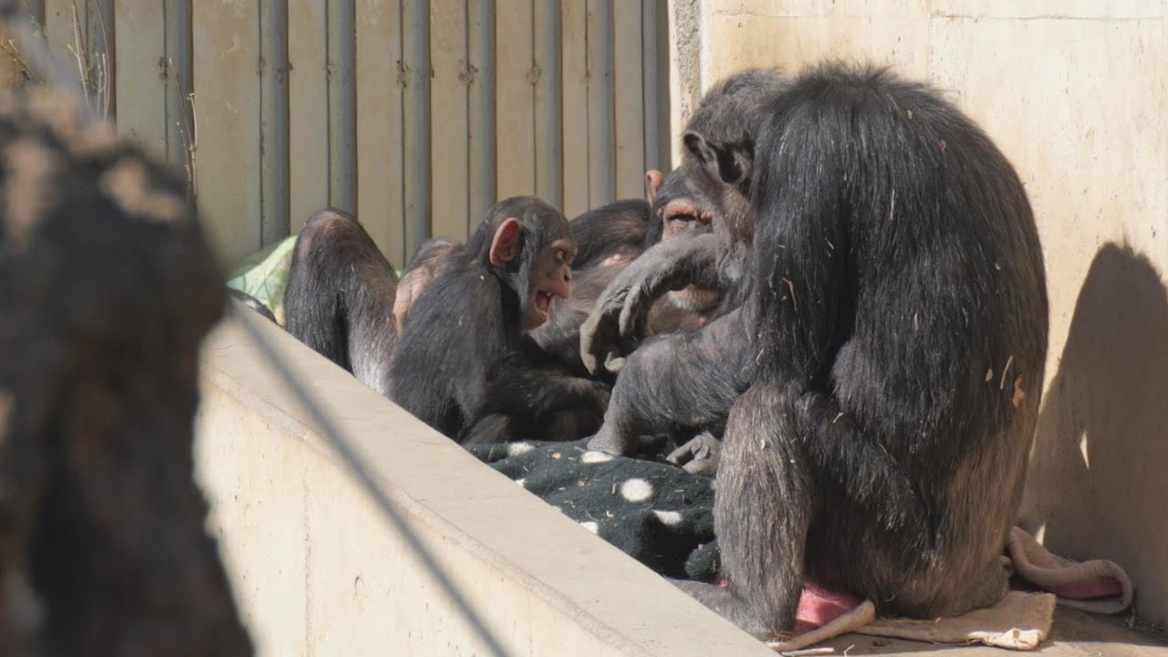 シジミとピーチファミリー　多摩動物公園　チンパンジー　202602