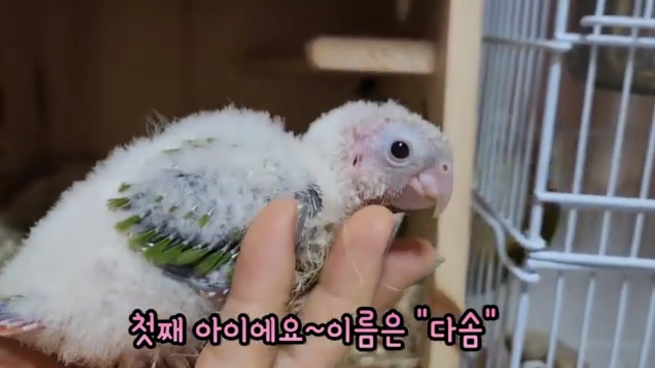 코뉴어앵무새 parrot ~알에서~# 🐣  부화21일 성장기^^