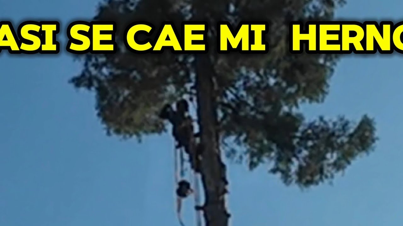 Cortamos un  Redwood de 61 metros o 200 pies de Alto