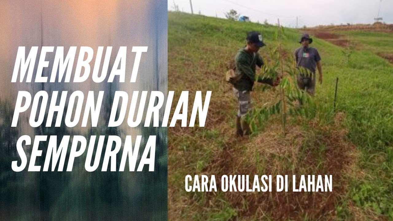 TUTORIAL OKULASI DI LAHAN !!! APA KEUNTUNGANNYA