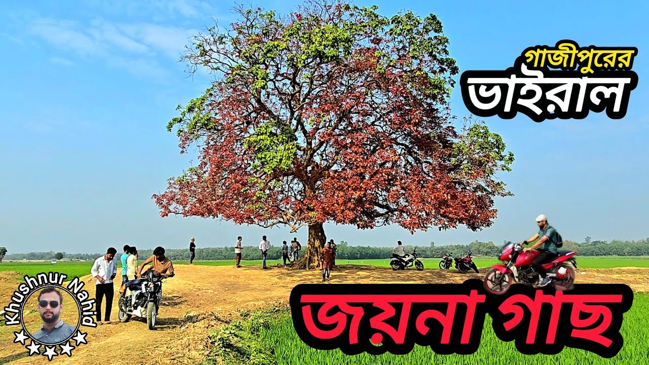 ভাইরাল গাছ গাজীপুর। জয়না গাছ। পিরুজালীর ভাইরাল গাছ। Viral tree। Joina gas gazipur। Khushnur Nahid