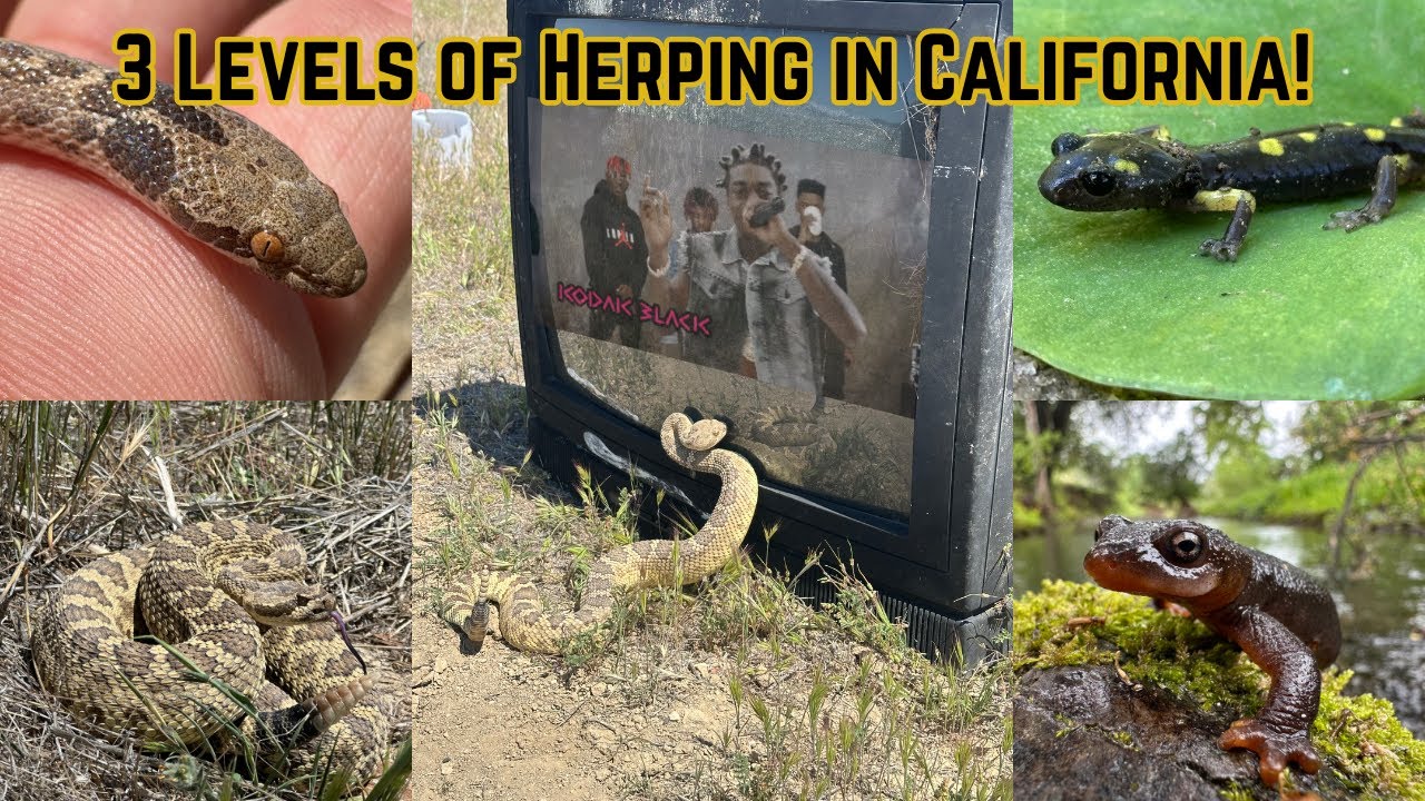 The 3 Levels of California Herping! Snakes and Salamanders