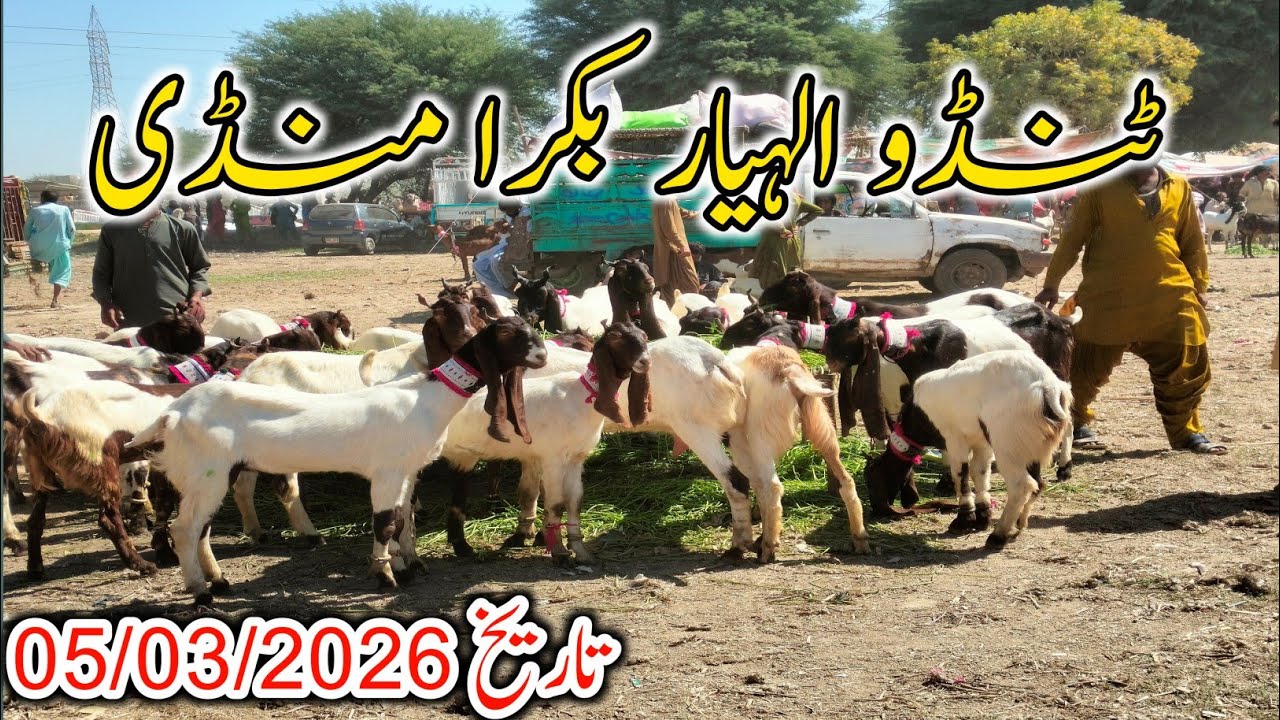 Tando Allahyar Bakra Mandi 2026 | Qurbani Eid Animals Prices Update | Bakra Mandi Latest Visit