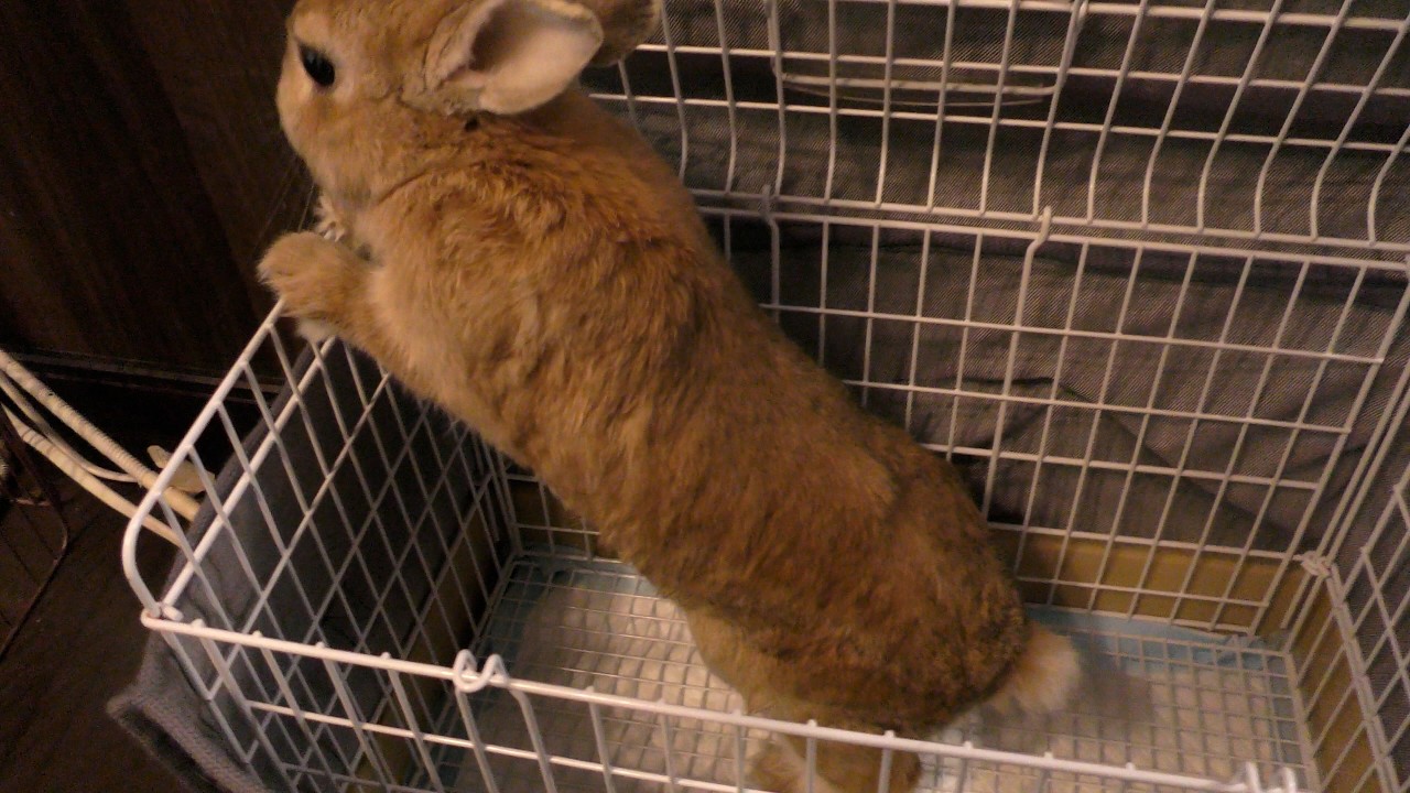 病院に行くうさぎ / A rabbit goes to a hospital (vol.723)
