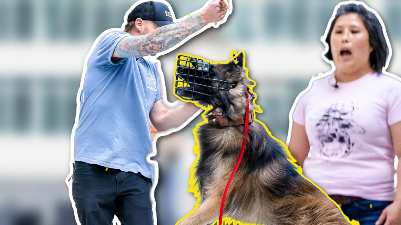 How to train a EXTREMELY aggressive dog/ Tom Davis Dog Training Tour