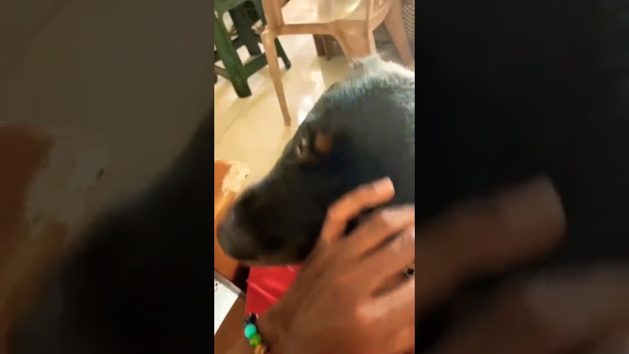 My boy 😉❤️#rottweiler #doglover #rottweilerworld #love #viral #rottweilerlovers  #shorts 🥺🥺🥺