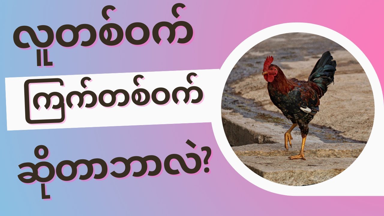လူကော ကြက်ကော အတူတူ ကစားကြရတဲ့ ပွဲတစ်ခုပါ